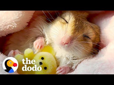 This Gerbil's Life Is Awesome #Video