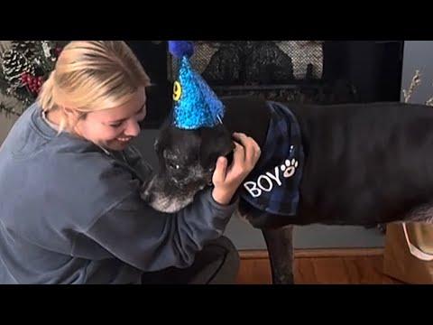 Woman has birthday party for dog in shelter for 1000 days #Video