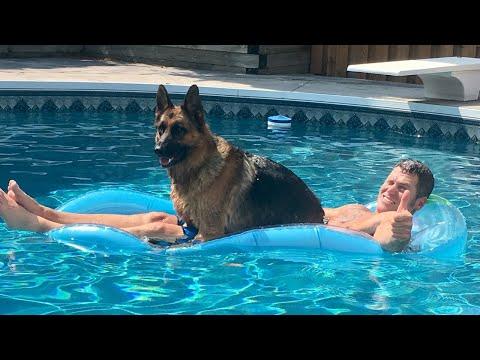 When Your Dog Invade Swimming Pool For The First Time
