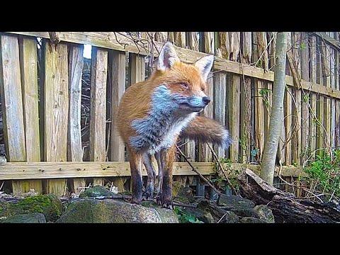 The Sound of a Fox Barking | Discover Wildlife | Robert E Fuller #Video