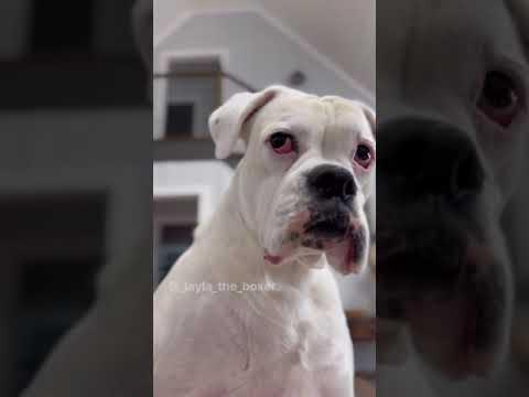 When You Play Scrabble - Layla The Boxer #Video