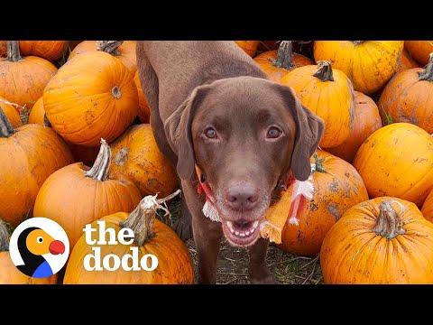 This Chocolate Lab And His Emotional Support Pumpkin #video