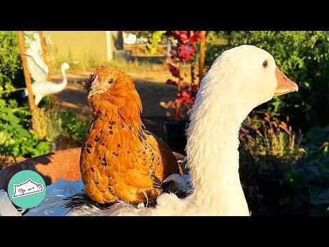 Goose Thinks Chicken Siblings Are Part Of Her Flock #video