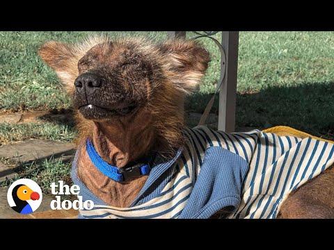 Dog Who Couldn't Stop Shaking Becomes A Snugglebug #Video