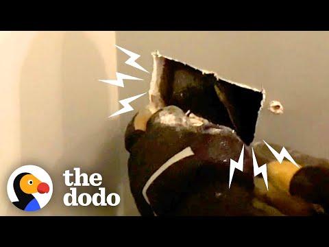 Guy Hears Scratching Coming From Inside The Bathroom Wall  #Video