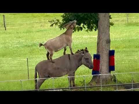 When Animals Help Each Other and Create The Best Teamwork Ever! #Video