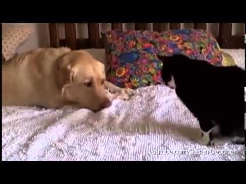 Dogs Annoying Cats With Their Friendship