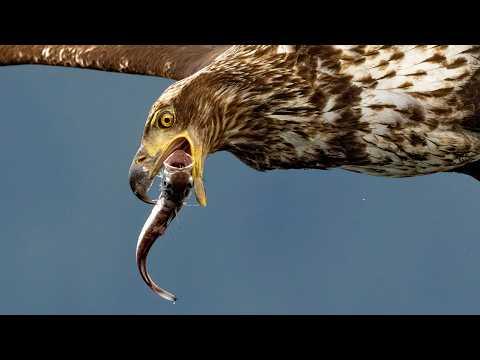 8X Slow Motion: The Chaos of an Eagle Feeding Frenzy #Video