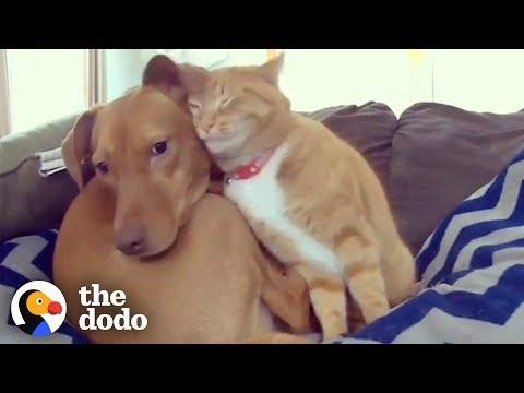 Cat Becomes Nurse At Vet’s Clinic, Calms Scared Dogs Video