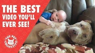 The Best Video You'll Ever See | Animal Hugs!