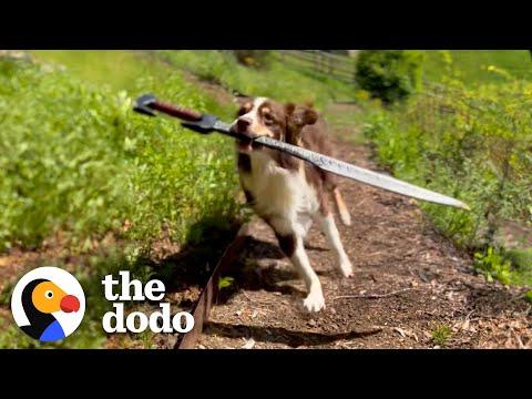 This Dog Is REALLY Obsessed With Sword Fighting With Her Humans #Video