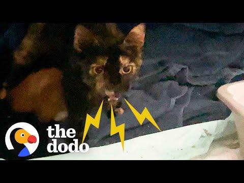 Woman’s First Ever Foster Experience Is A Spicy Mom And Her Four Kittens #Video