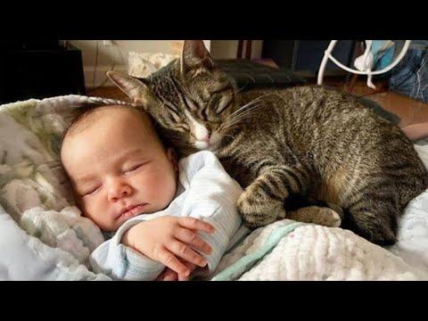 Cats being LEGENDS ! Funny Cat Video 2024 #Video