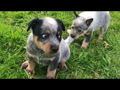 You’ll Be Crying With Laughter Watching These Dramatic Puppies #Video