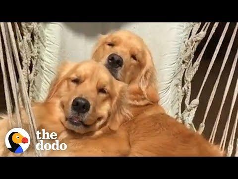 5 Things Every Golden Retriever Owner Knows | The Dodo
