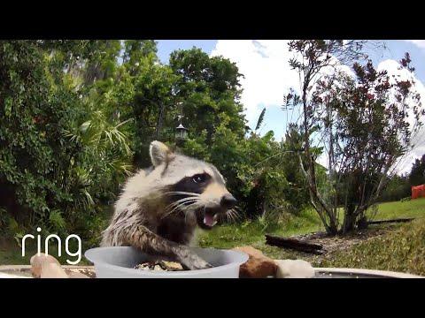 Man Makes 24/7 Snack Station for Backyard Animals #Video