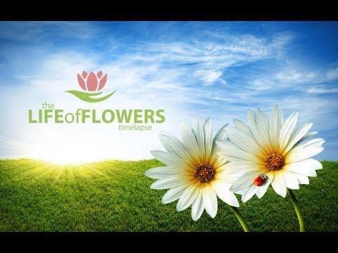 The Life Of Flowers - Timelapse 1080p
