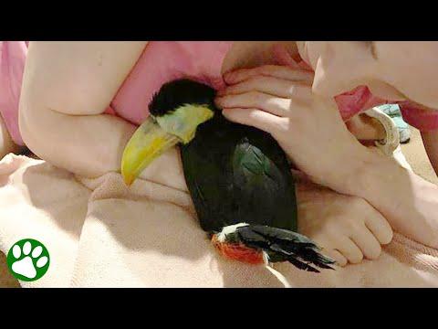 Sick toucan bird reveals true beautiful colors #Video