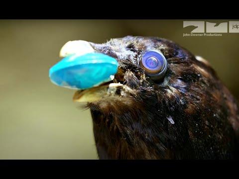 Young Male Bower Birds Pretend To Be Female To Steal From Robotic Spy Bird! #Video