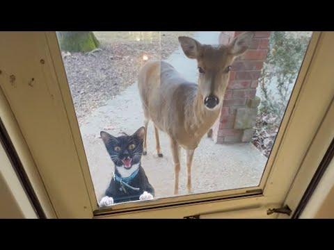 When your cat 'brings along' a new friend home #Video