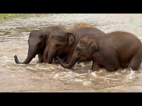 Then and Now: How Rescue Changed These Baby Elephants’ Lives - ElephantNews #Video