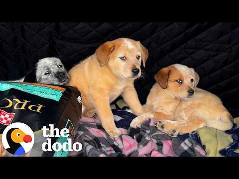 Wife Surprises Husband With 3 Foster Puppies