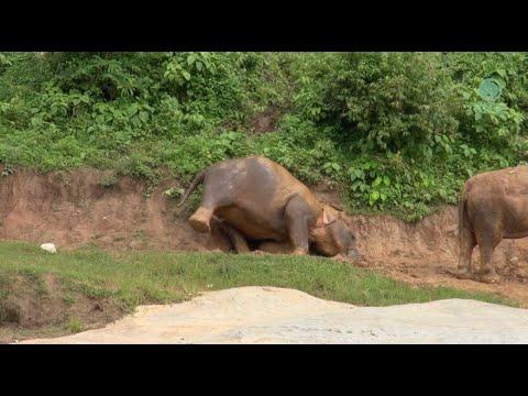 SuParp Peaceful Days at Elephant Nature Park - ElephantNews #Video