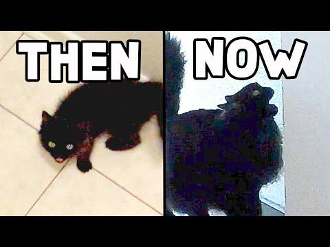 My cat has been smoking a pack a day for 10 years #Video