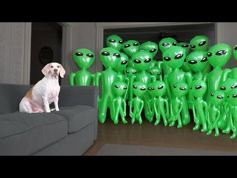 Dog Unmoved by Alien Invasion Prank: Funny Dog Maymo vs Aliens
