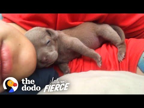 Smallest Pittie Puppy Ever Grows Up To Be Gorgeous Video| The Dodo Little But Fierce