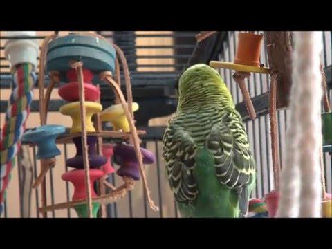 Disco The Parakeet | When The Spanish Met The Chicken