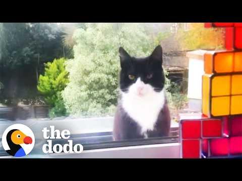 Stray Cat Waits At Guy's Window Until He Adopts Him #Video