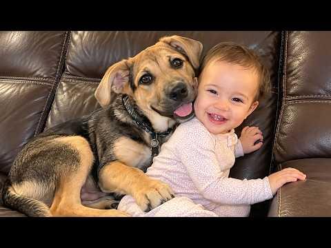 When Your Dog Becomes the Most Loyal Babysitter #Video
