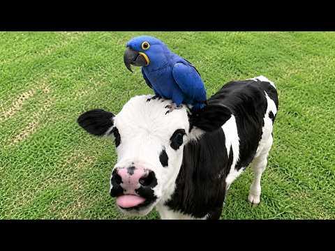 When Birds Choose the Most Unexpected Friends | FUNNIEST Animals Video