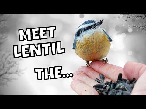 Cutest Nuthatch There Ever Was | Red-breasted Nuthatch Fun Facts #Video