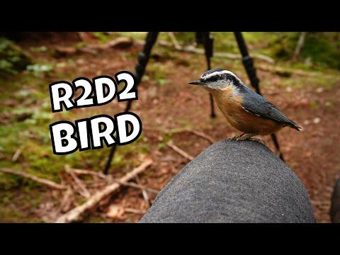 The Most Adorable Red-breasted Nuthatch Sounds Ever | Lentil's Chatty Cuteness #Video