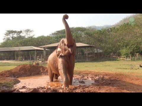 PenBoon's Journey: Finding Joy in Simple Pleasures - ElephantNews #Video