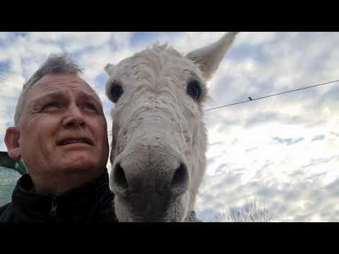 A donkey in a shopping trolley? #Video