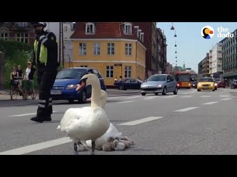 Cop Helps Swan Family Get Home Safe | The Dodo