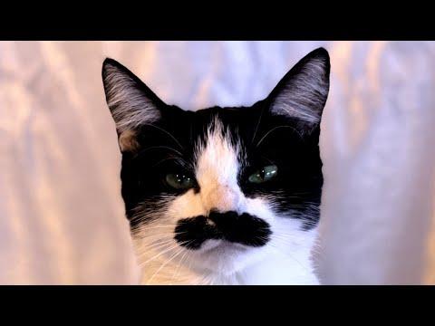 Her mustache would make any man jealous #Video