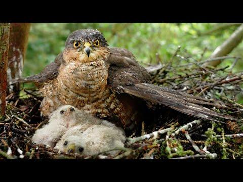 Sparrowhawk Protects Her Chicks From the Rain | Discover Wildlife | Robert E Fuller #Video