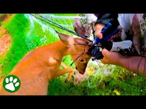 Rescuer Refuses to Give Up on Panicked Deer #Video