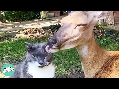 Senior Cat Becomes Best Friends with Deer. #Video