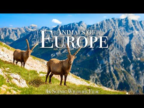 Animals of Europe 4K - Scenic Wildlife Film With Calming Music #Video
