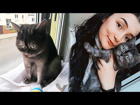 No One Wanted a Sad Shelter Cat, But This Girl Turned Cat's Life #Video