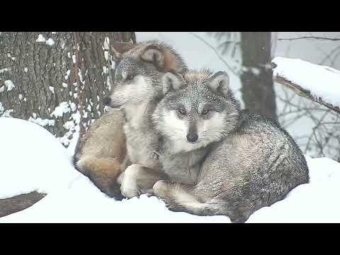 Adorable Wolves Snuggle in a Snow Storm #Video