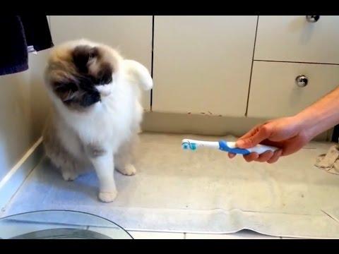 Cats Vs. Toothbrushes Compilation
