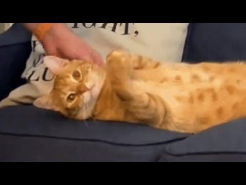 Couple gets a cat. Guess who the cat likes more. #Video