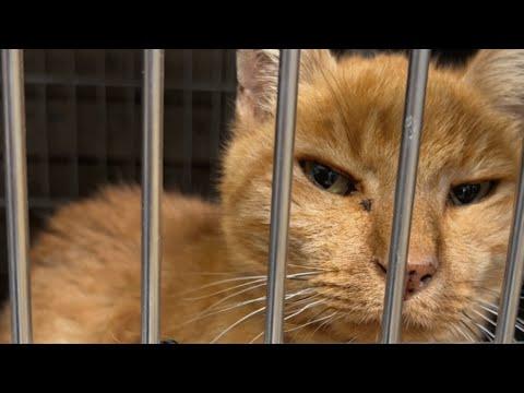 Elderly shelter cat had weeks to live. So this woman adopted him. #Video
