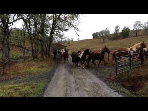 110 Horses Run To Pasture